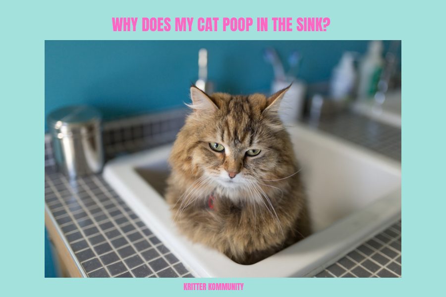 Sink Surprises: Why Cats Poop There & How to Stop It