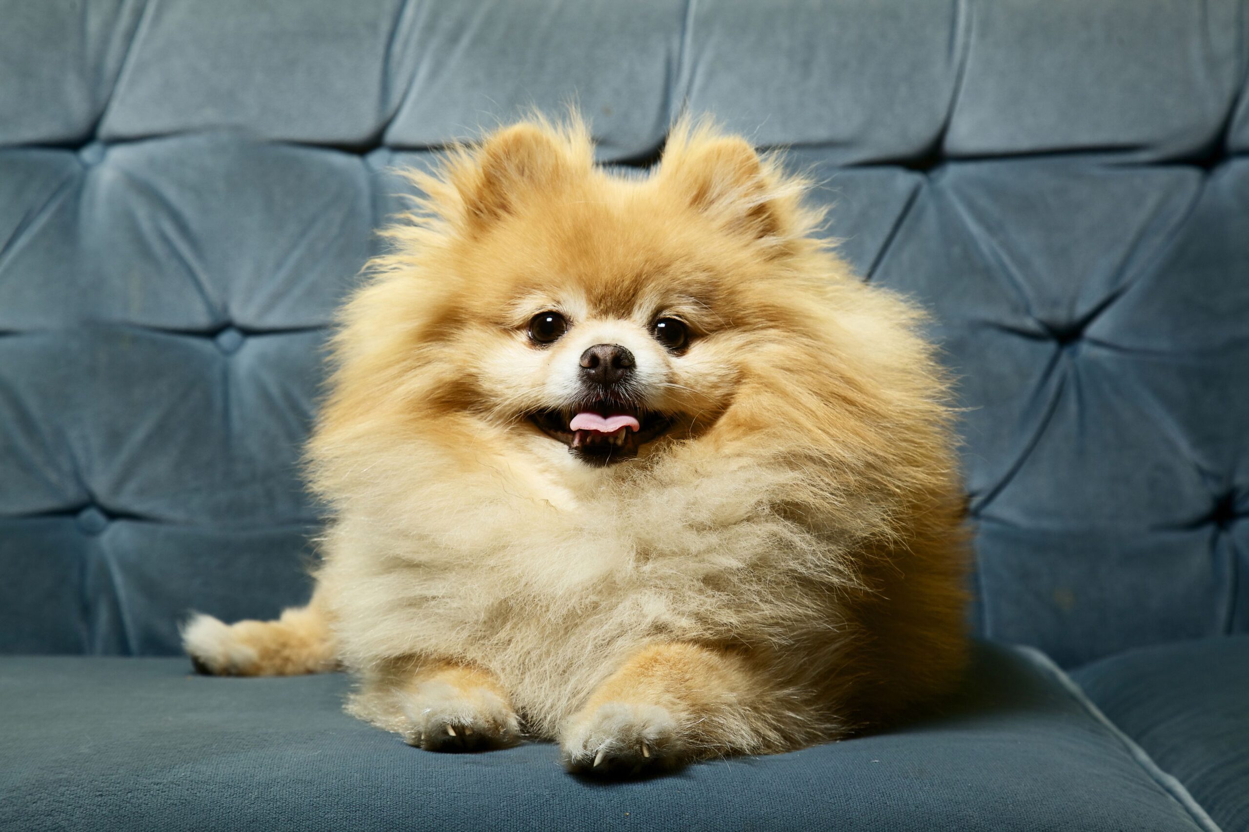 25 Cutest Dog Breeds to Keep as Pets-WildCreaturey