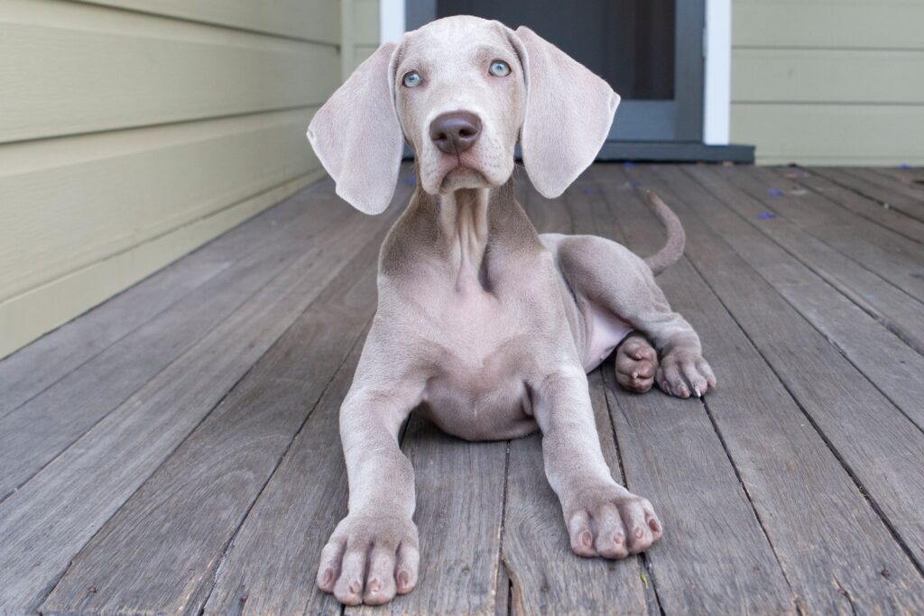 25 Short-Haired Dog Breeds for Lower Maintenance Care-WildCreaturey