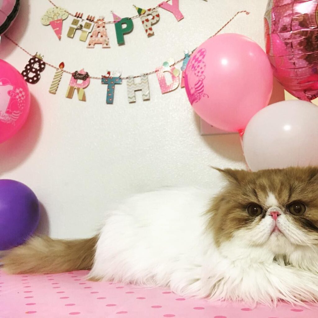 8 Fun Ways to Celebrate Your Cat's Birthday