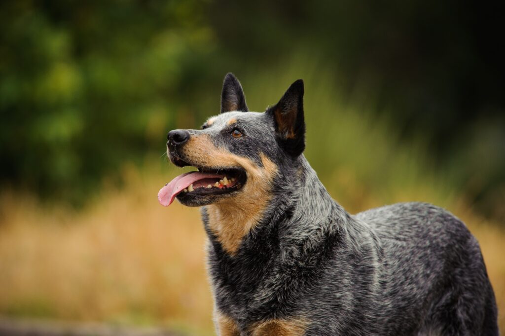 30 Medium-Size Dog Breeds for Your Lifestyle-WildCreaturey