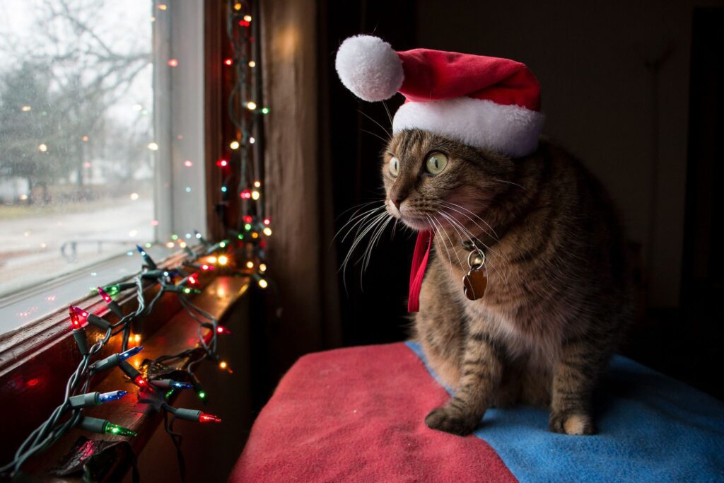 13 Cats Who Love Christmas