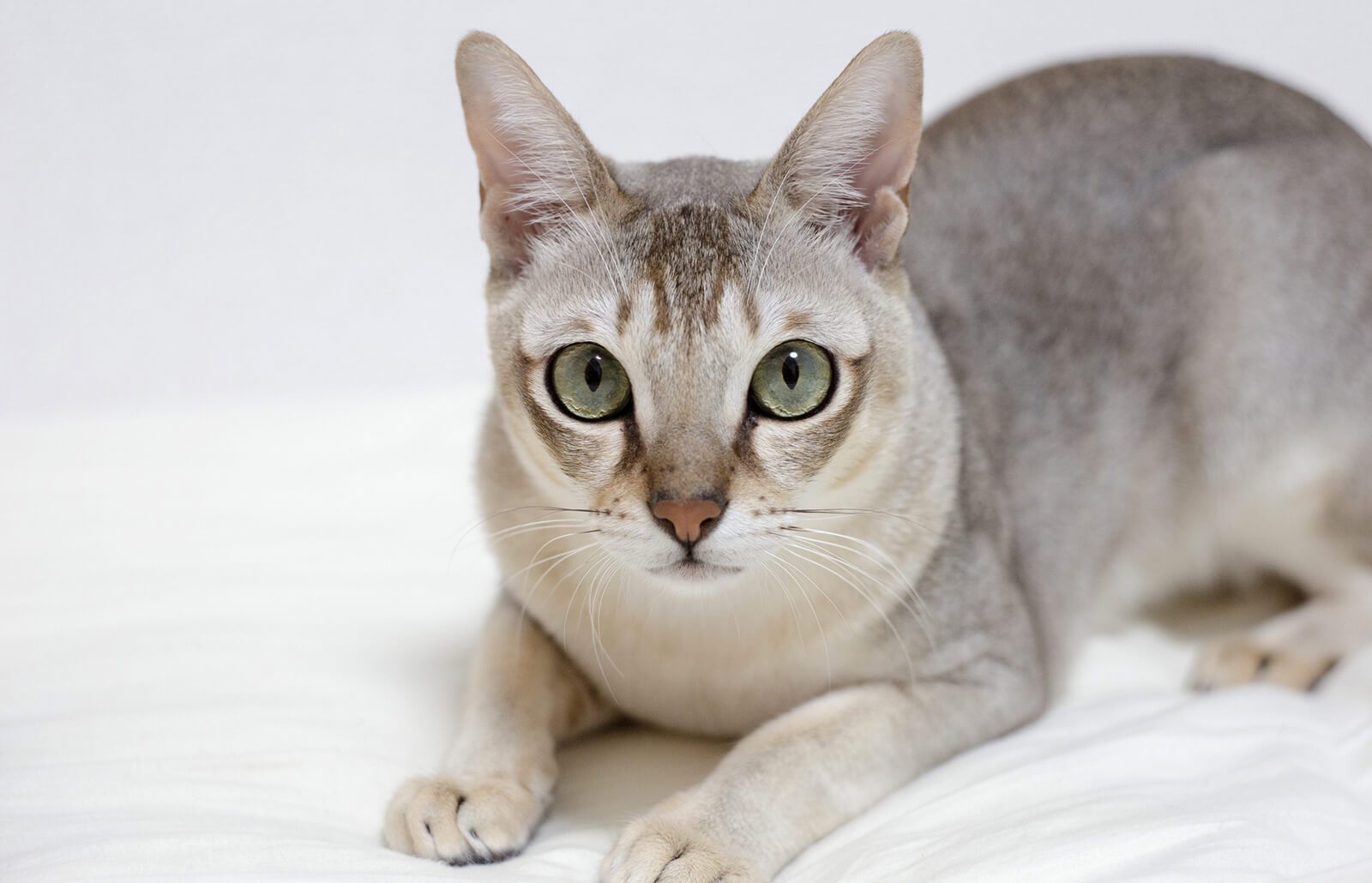 Singapura Cats: Small Size Massive Personality