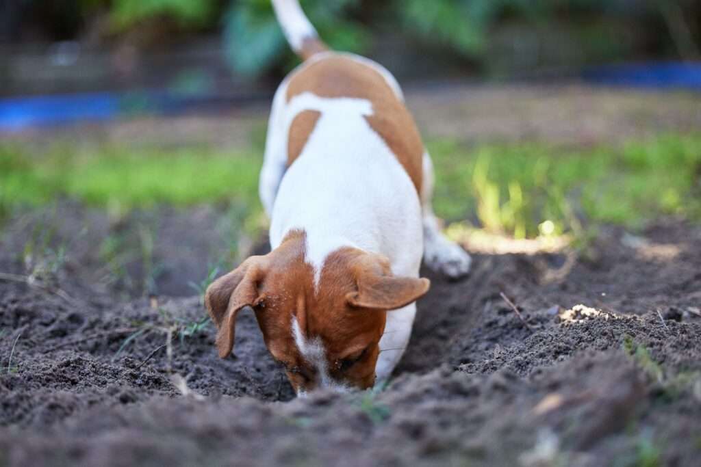 6 Reasons Your Dog is Digging and How to Stop It-WildCreaturey