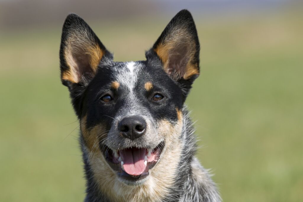 7 Australian Dog Breeds for Aficionados-WildCreaturey