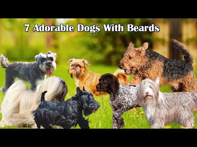 7 Dogs With Beards-WildCreaturey