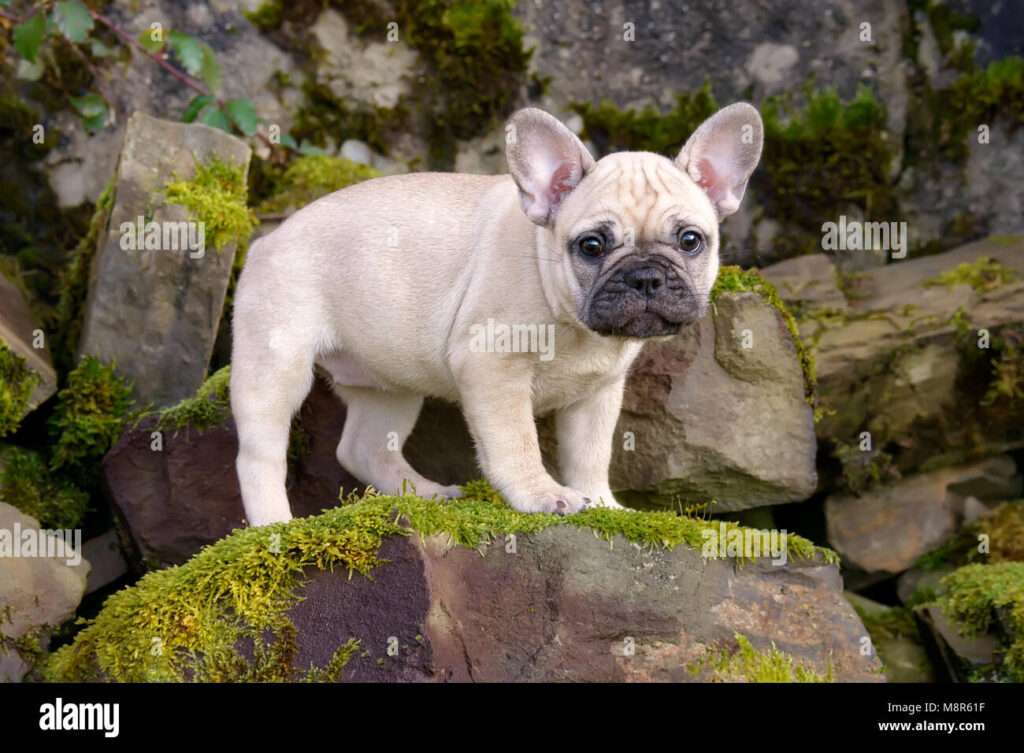 8 Cute Pictures of French Bulldogs-WildCreaturey