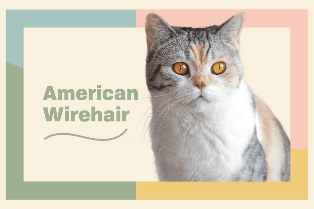 American Wirehair Cats: Whiskers  Curls  and Fun