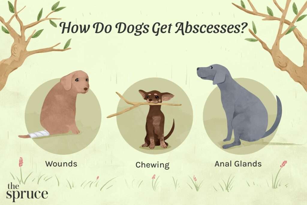 Abscesses in Dogs-WildCreaturey