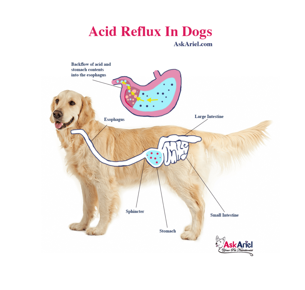 Acid Reflux in Dogs-WildCreaturey