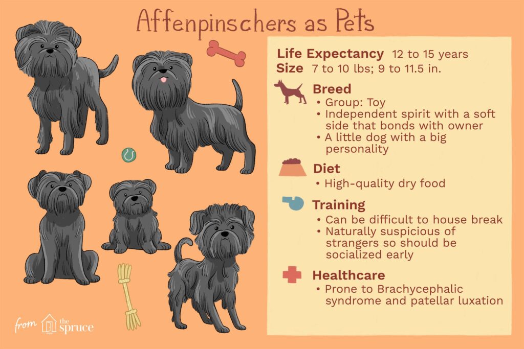 Affenpinscher: Dog Breed Characteristics & Care-WildCreaturey