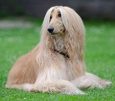 Afghan Hound: Dog Breed Characteristics & Care-WildCreaturey