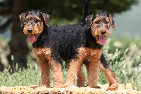 Airedale Terrier: Dog Breed Characteristics & Care-WildCreaturey