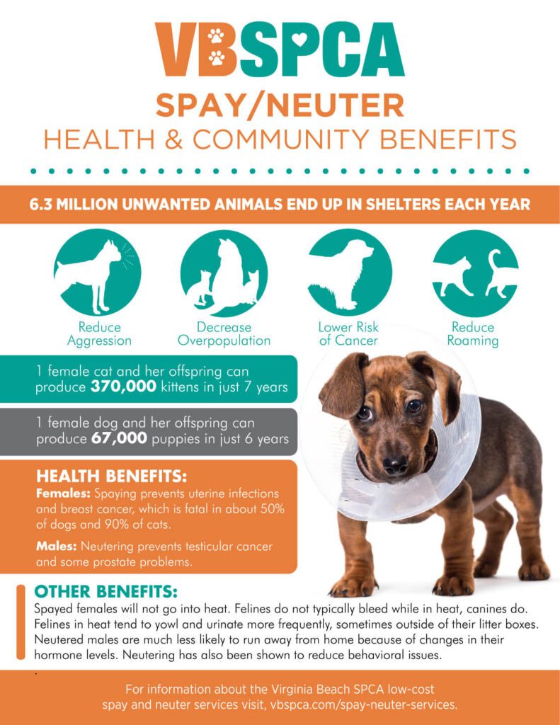 All About Spaying and Neutering a Puppy-WildCreaturey