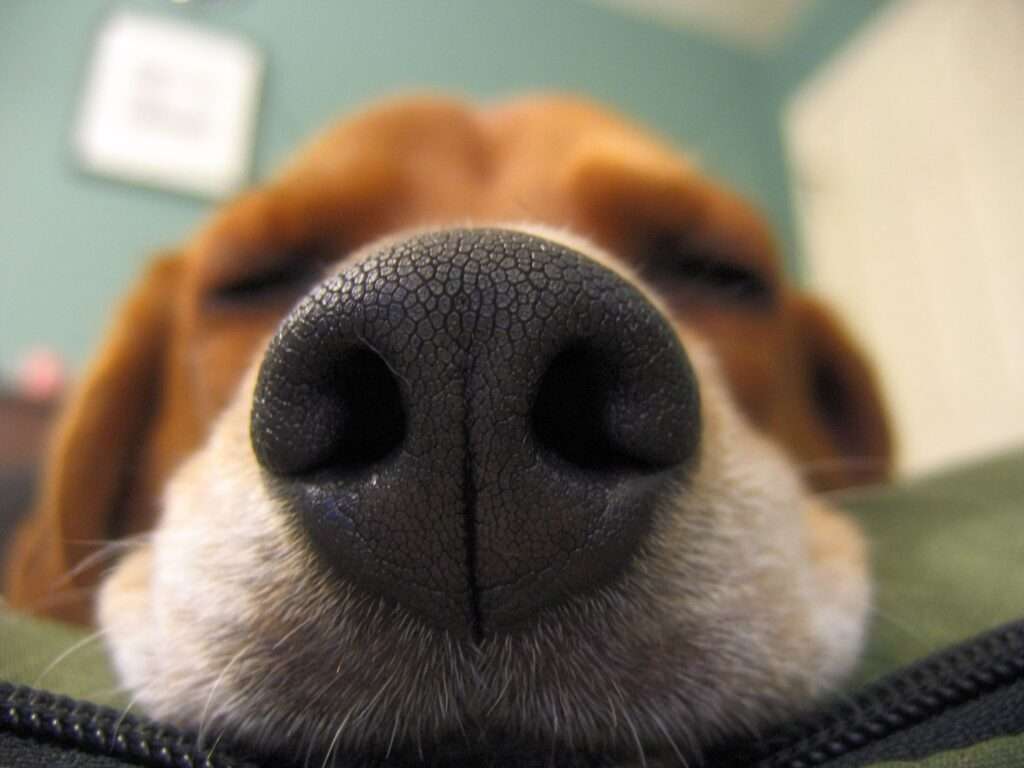 Amazing Facts About a Dogs Sense of Smell-WildCreaturey