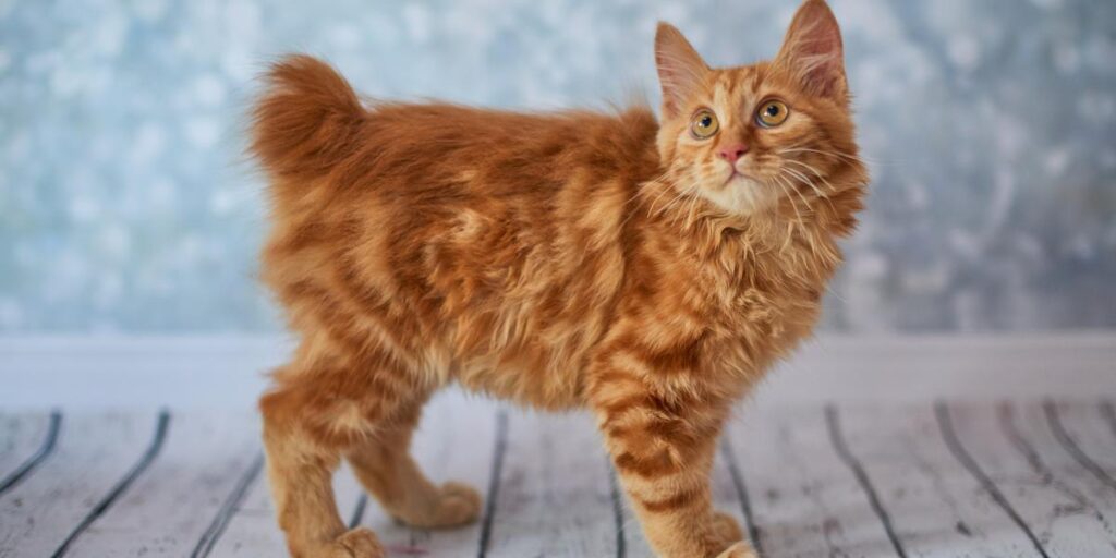 Tail Tales: American Bobtail Cat Insights