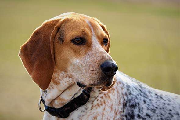 American English Coonhound: Dog Breed Characteristics & Care-WildCreaturey