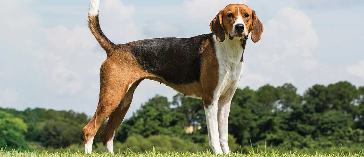 American Foxhound: Dog Breed Characteristics & Care-WildCreaturey