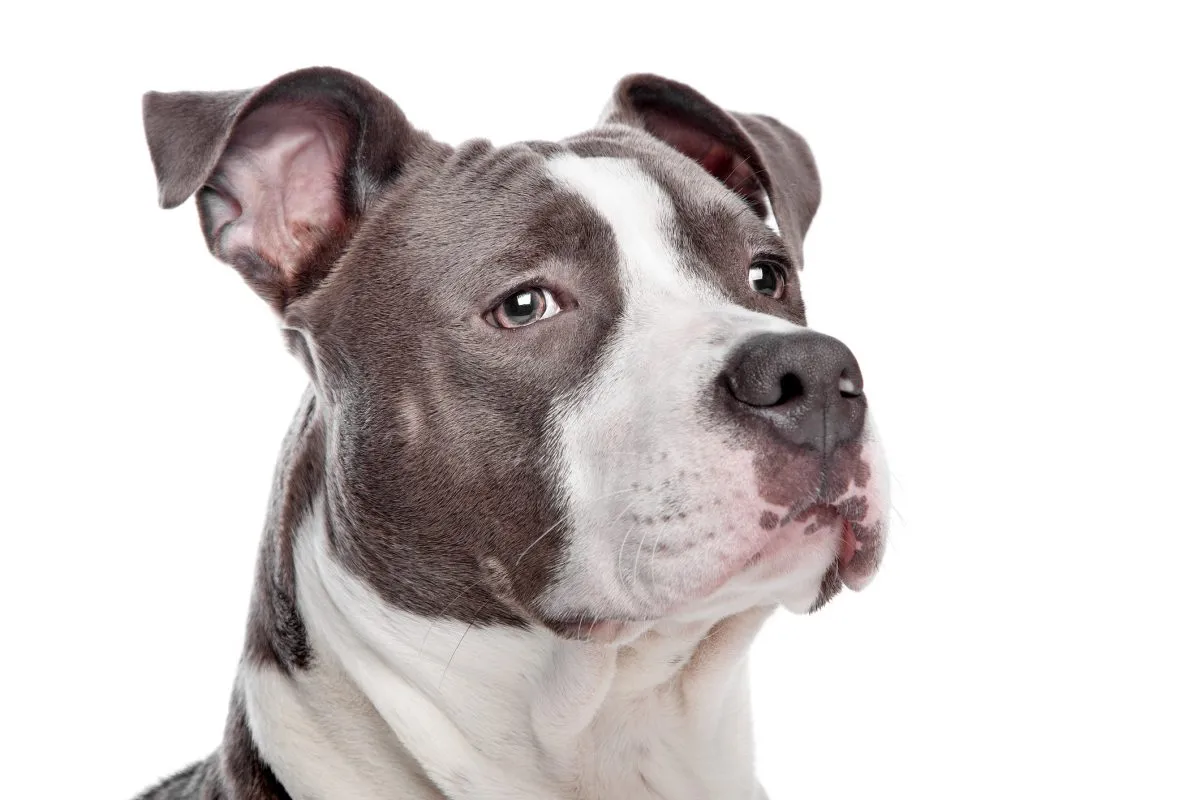 American Pit Bull Terrier: Dog Breed Characteristics & Care-WildCreaturey