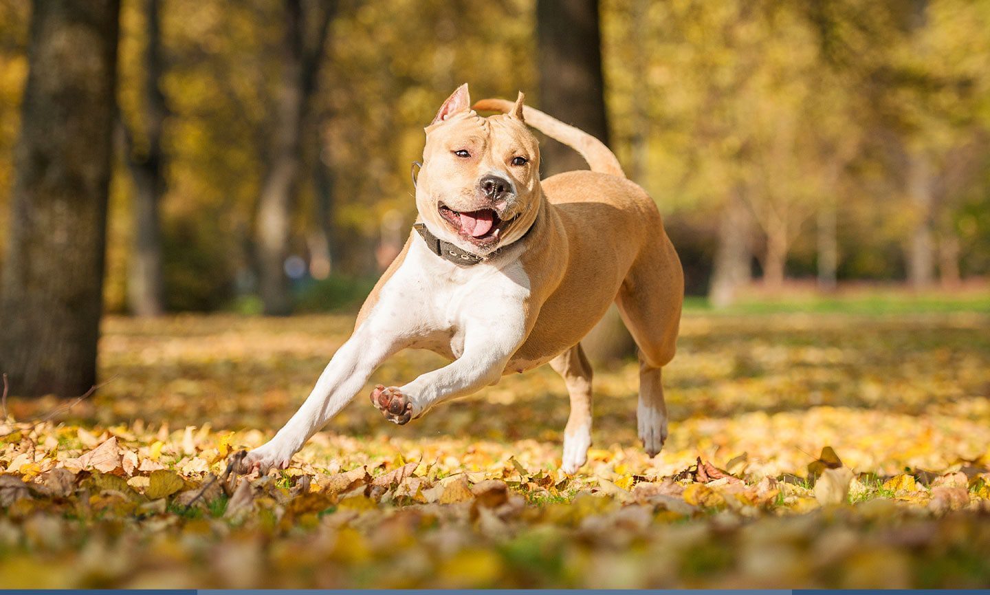 American Staffordshire Terrier: Dog Breed Characteristics & Care-WildCreaturey