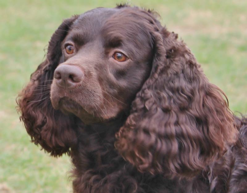 American Water Spaniel: Dog Breed Characteristics & Care-WildCreaturey