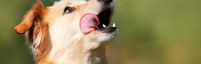 Are Dog Mouths Cleaner Than Human Mouths?-WildCreaturey