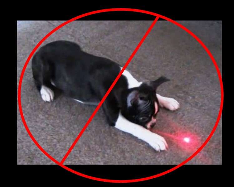 Are Laser Pointers Bad for Dogs?-WildCreaturey