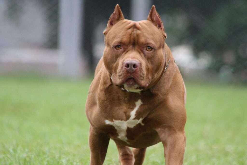 Are Pit Bulls Aggressive Dogs?-WildCreaturey