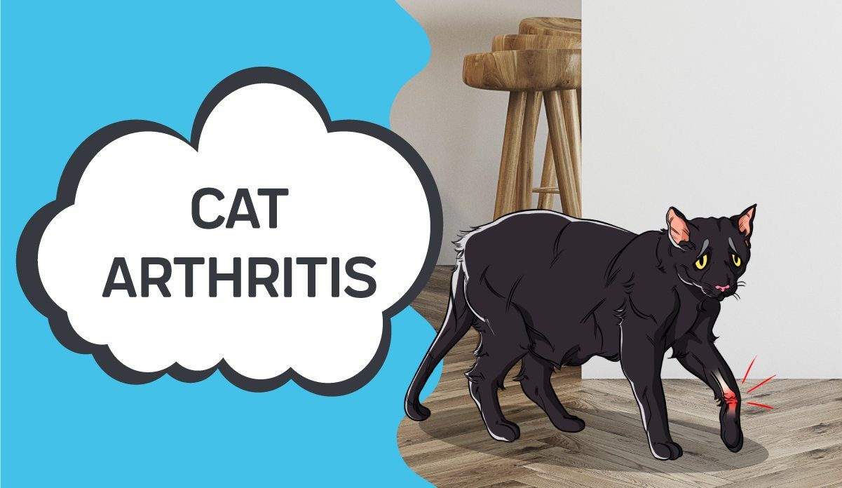 Arthritis: Easing Your Cat's Joint Pain