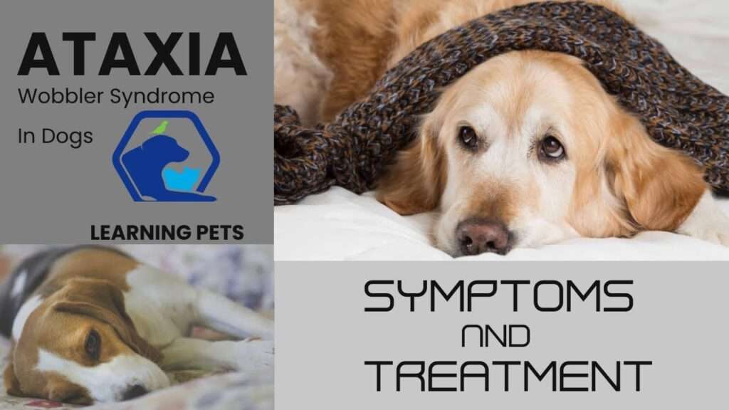 Ataxia in Dogs: Causes Symptoms Diagnosis Treatment & Prevention-WildCreaturey