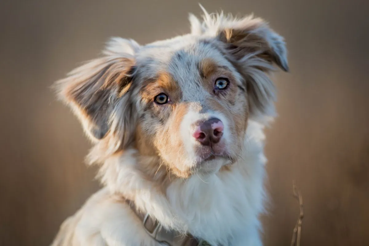 Australian Shepherd (Aussie): Dog Breed Characteristics & Care-WildCreaturey