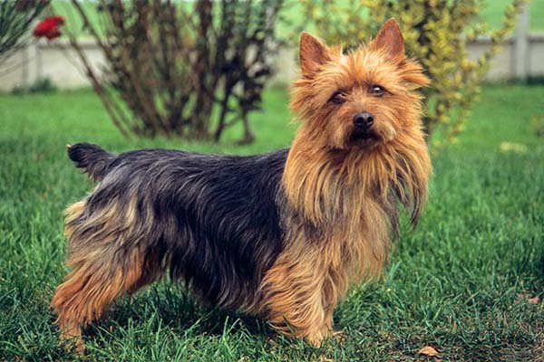 Australian Terrier: Dog Breed Characteristics & Care-WildCreaturey