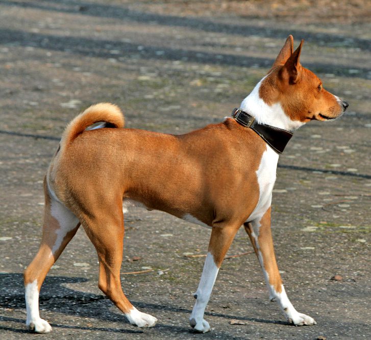 Basenji: Dog Breed Characteristics & Care-WildCreaturey