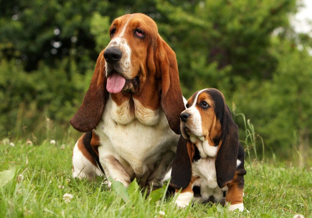 Basset Hound: Dog Breed Characteristics & Care-WildCreaturey