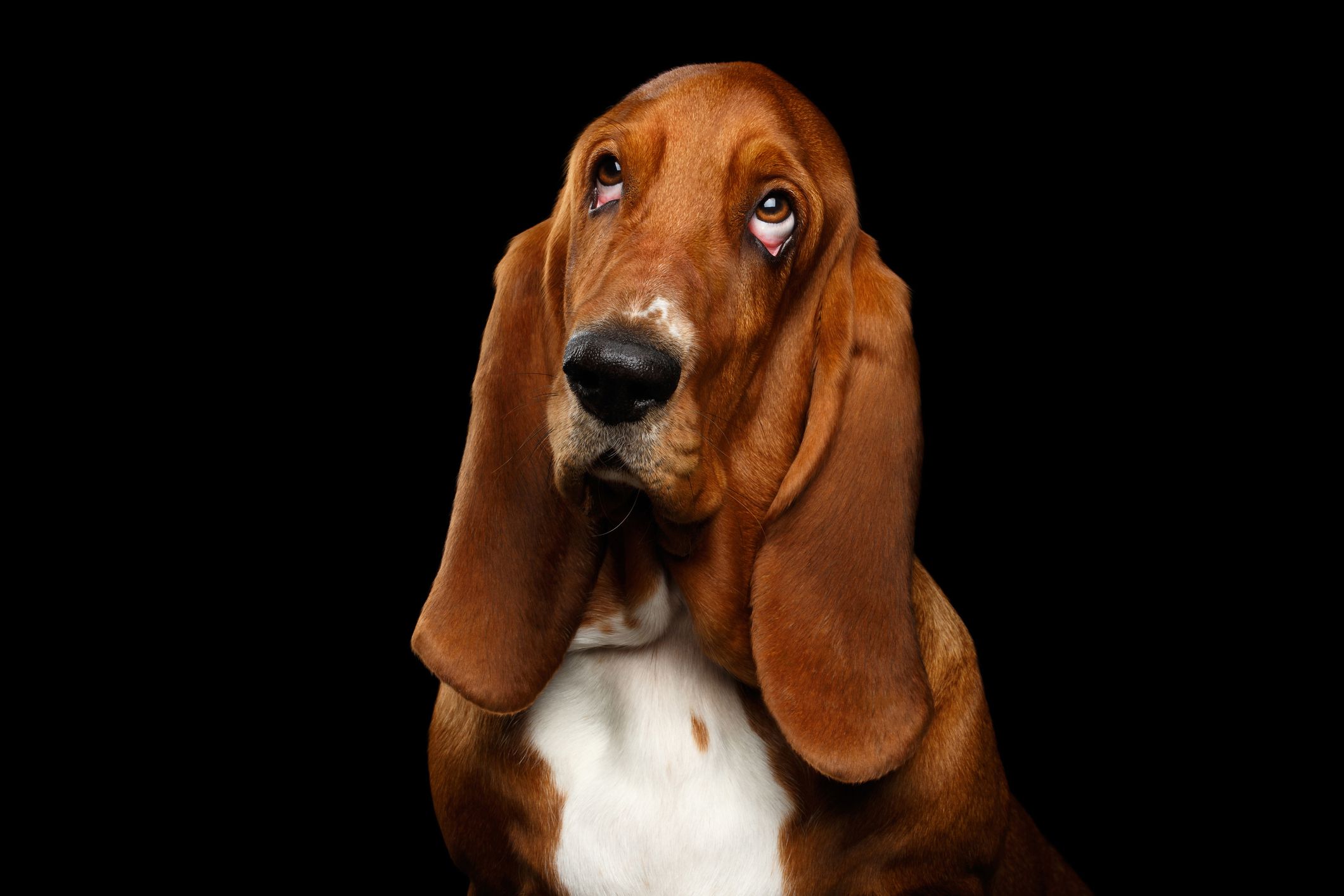 Basset Hound Names for Your Floppy-Eared Friend-WildCreaturey