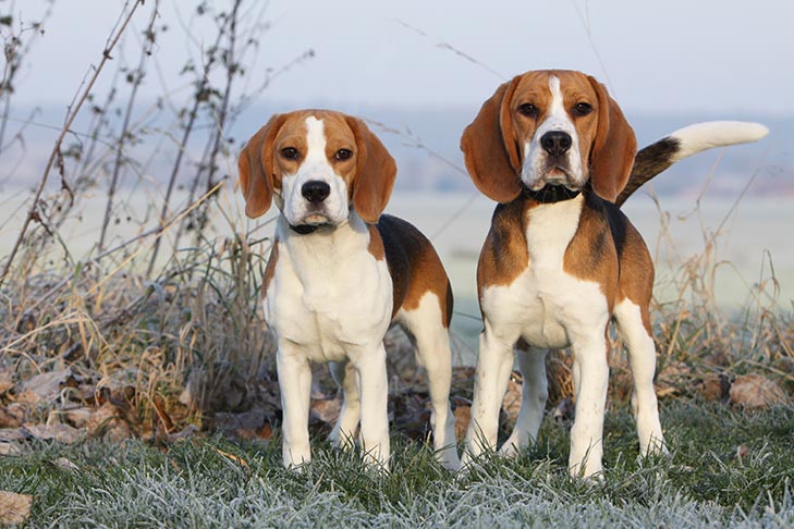 Beagle: Dog Breed Characteristics & Care-WildCreaturey