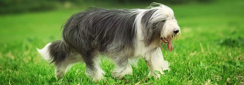 Bearded Collie: Dog Breed Characteristics & Care-WildCreaturey