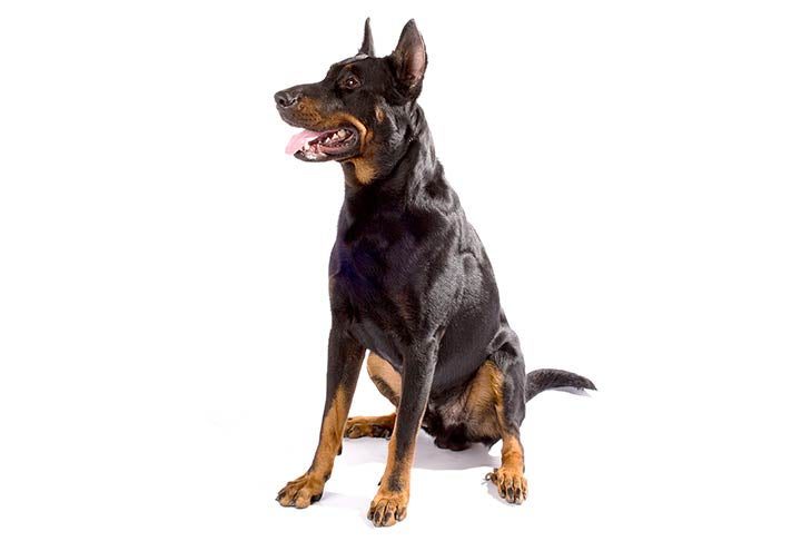 Beauceron: Dog Breed Characteristics & Care-WildCreaturey