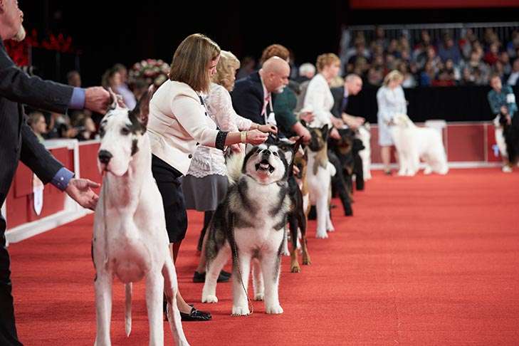 Becoming a Show Dog: Getting Started-WildCreaturey