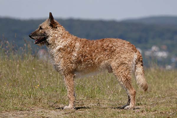 Belgian Laekenois: Dog Breed Characteristics & Care-WildCreaturey