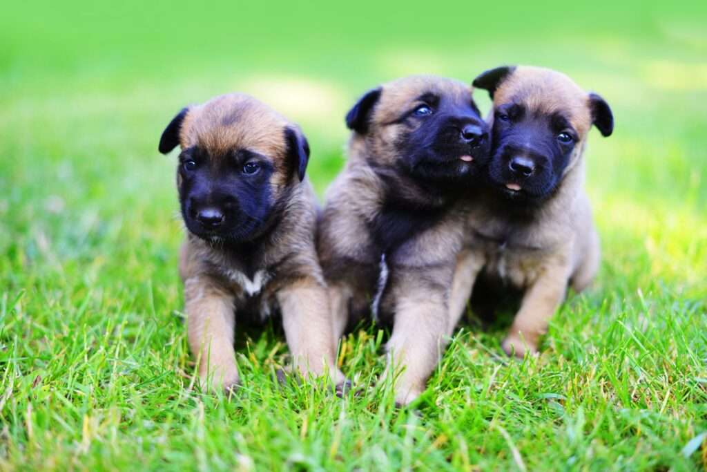 Belgian Malinois Puppies-WildCreaturey