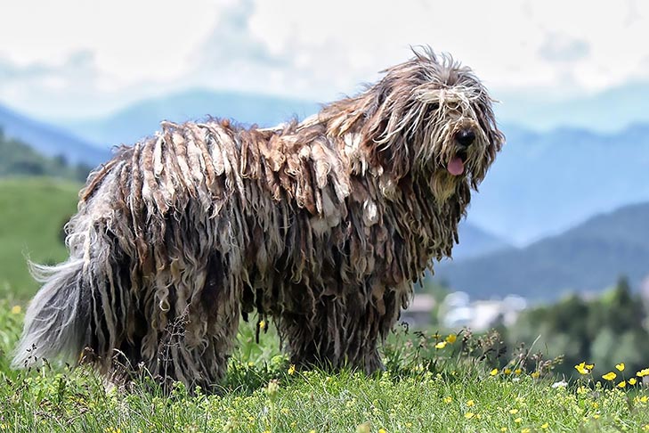 Bergamasco Sheepdog: Dog Breed Characteristics & Care-WildCreaturey