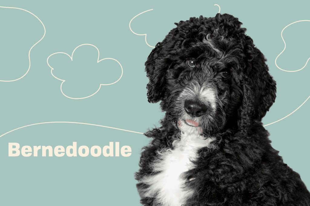 Bernedoodle: Full Profile