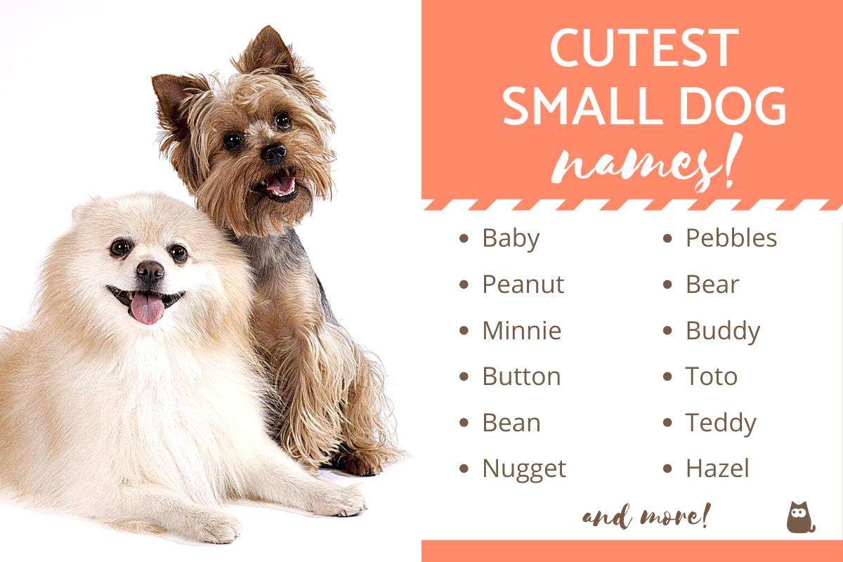 Best Names for Toy Dogs-WildCreaturey