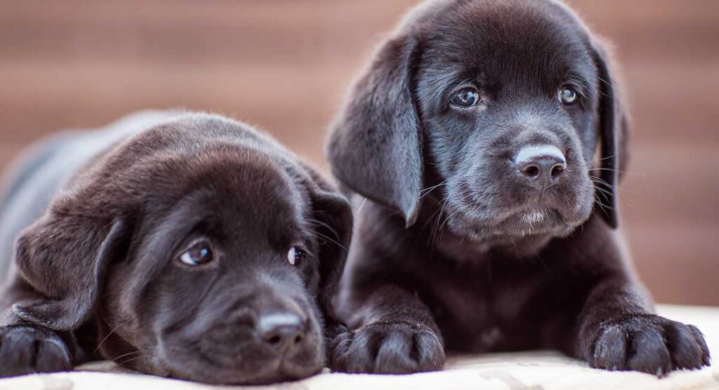 Black Lab Names-WildCreaturey