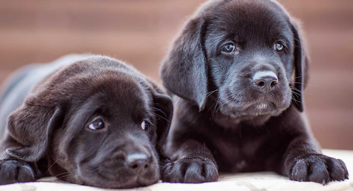 Black Lab Names-WildCreaturey