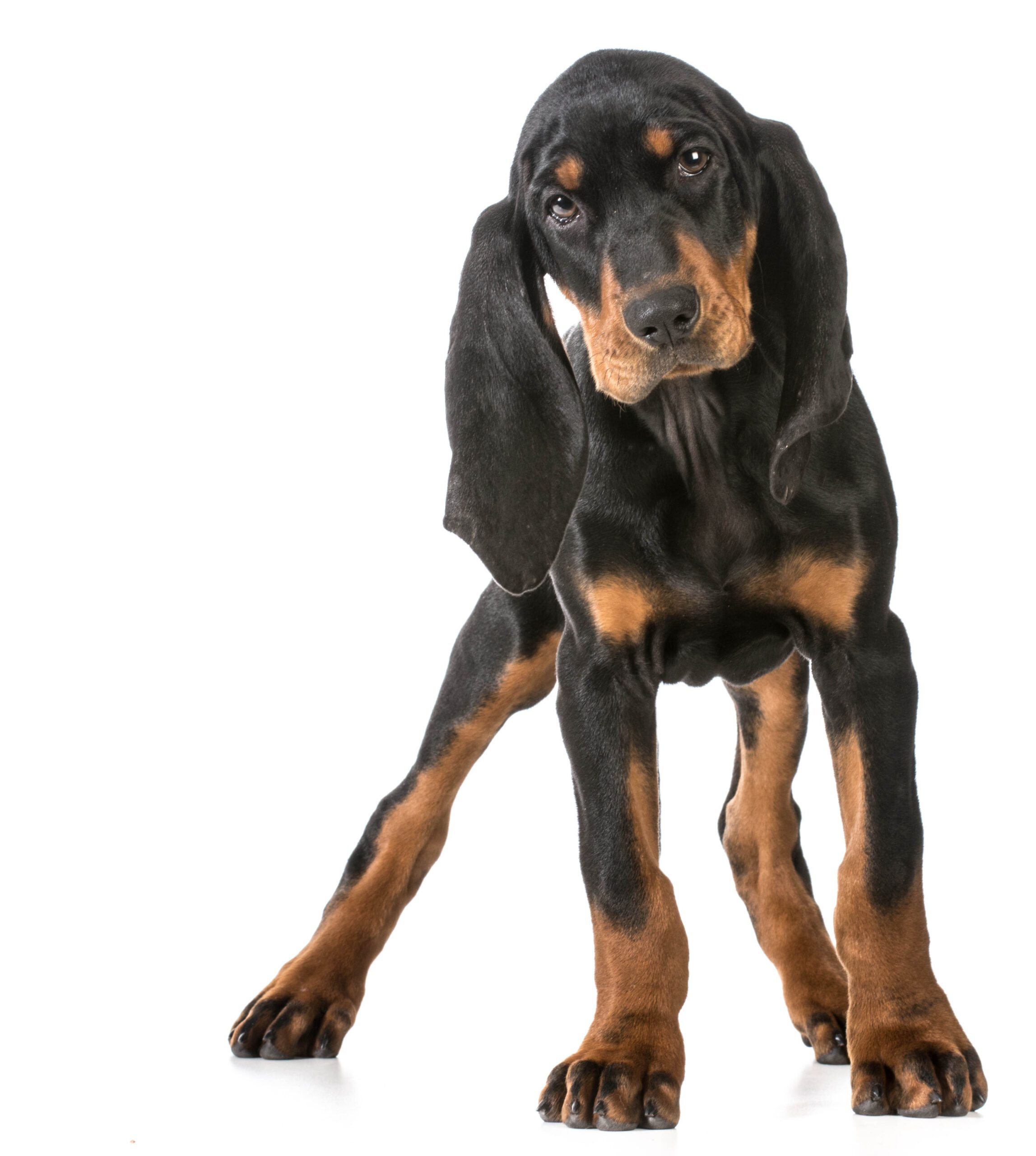 Black and Tan Coonhound: Dog Breed Characteristics & Care-WildCreaturey