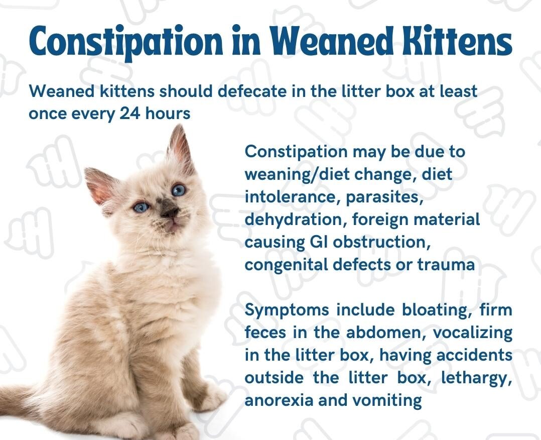 Kitten Constipation: Causes Symptoms and Treatment