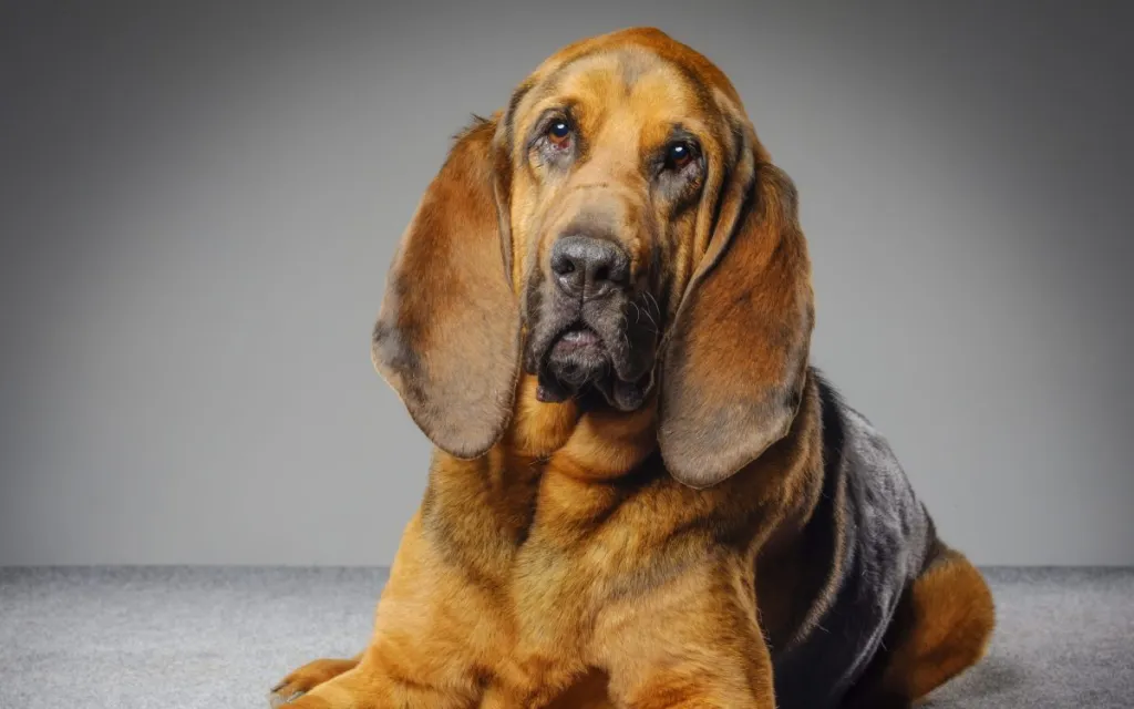 Bloodhound: Dog Breed Characteristics & Care-WildCreaturey