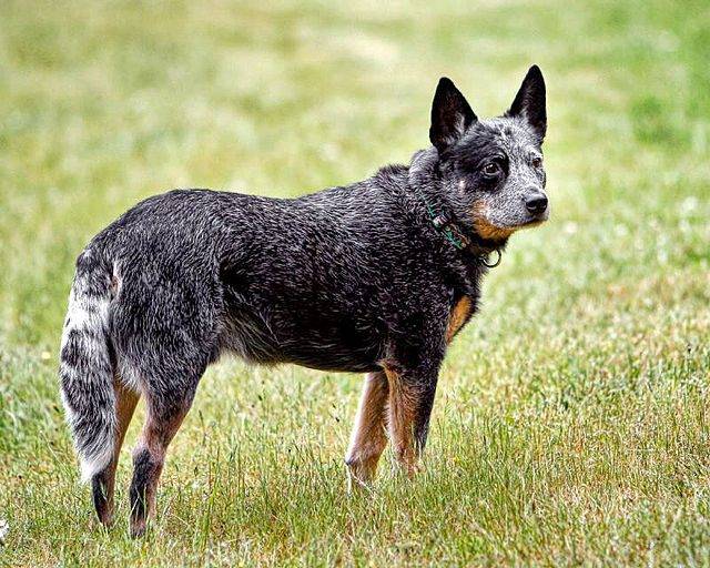 Blue Heeler (Australian Cattle Dog): Dog Breed Characteristics & Care-WildCreaturey